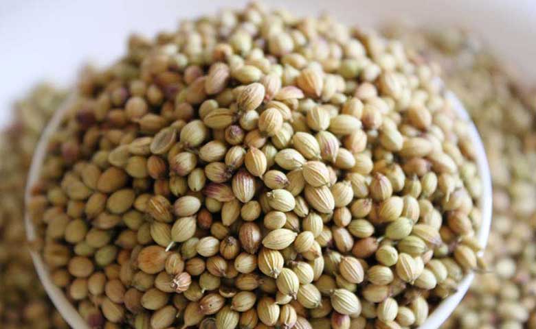 Coriander Seeds