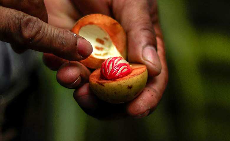Nutmeg