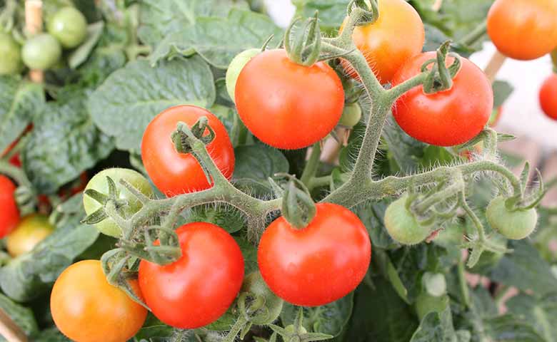 Tomato